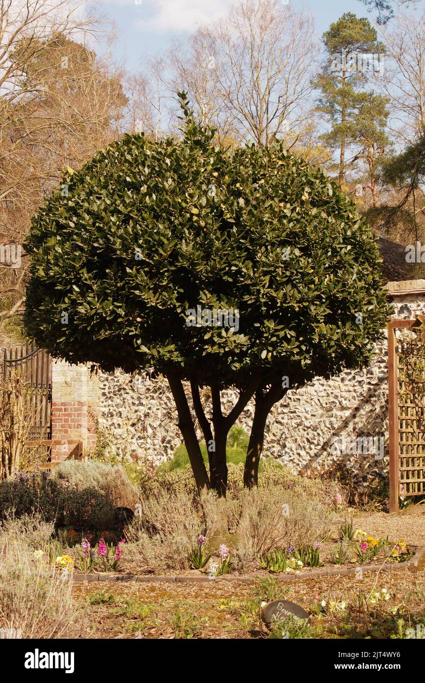 A mature Bay tree in springtime at Brandon Country Park garden, Suffolk Stock Photo