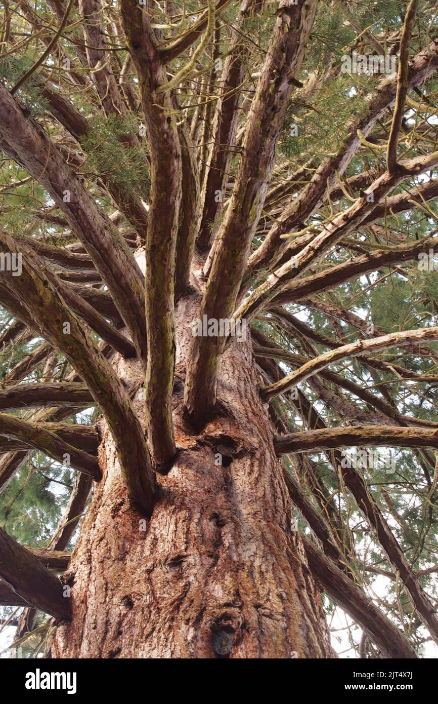 Looking up the trunk of an evergreen tree in the springtime sunshine showing the mass of healthy braches in the canopy  Brandon Country Park Suffolk Stock Photo