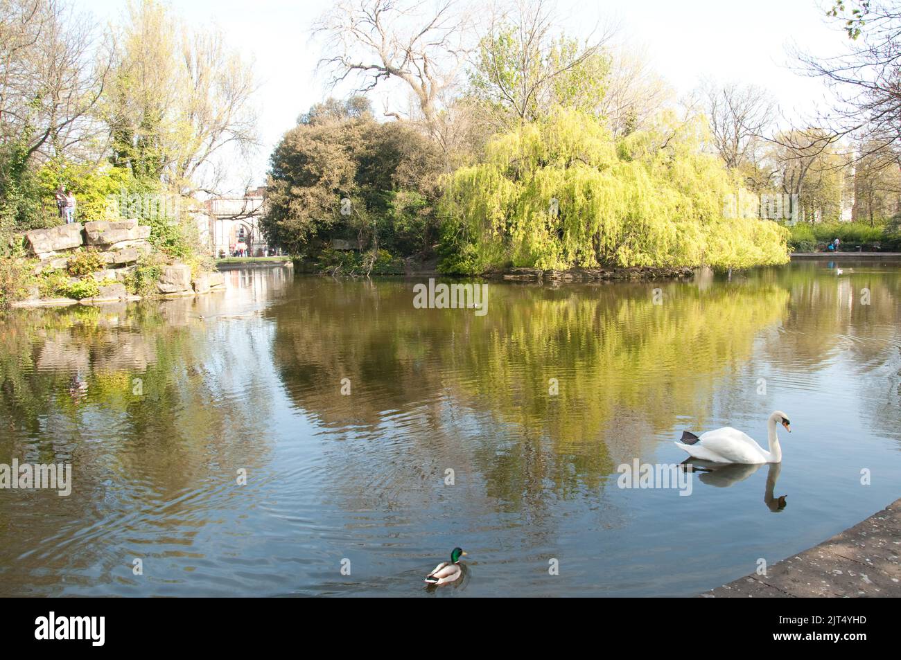 Swan Lake, St Stephen's Green, Dublin, Eire.  St Stephen's Green is a public park in Central Dublin, with large areas for walking and enjoying the gar Stock Photo