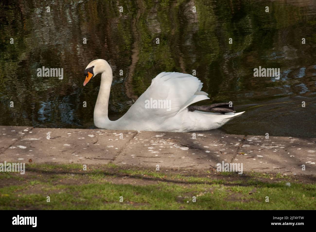 Swan on Lake, St Stephen's Green, Dublin, Eire.  St Stephen's Green is a public park in Central Dublin, with large areas for walking and enjoying the Stock Photo