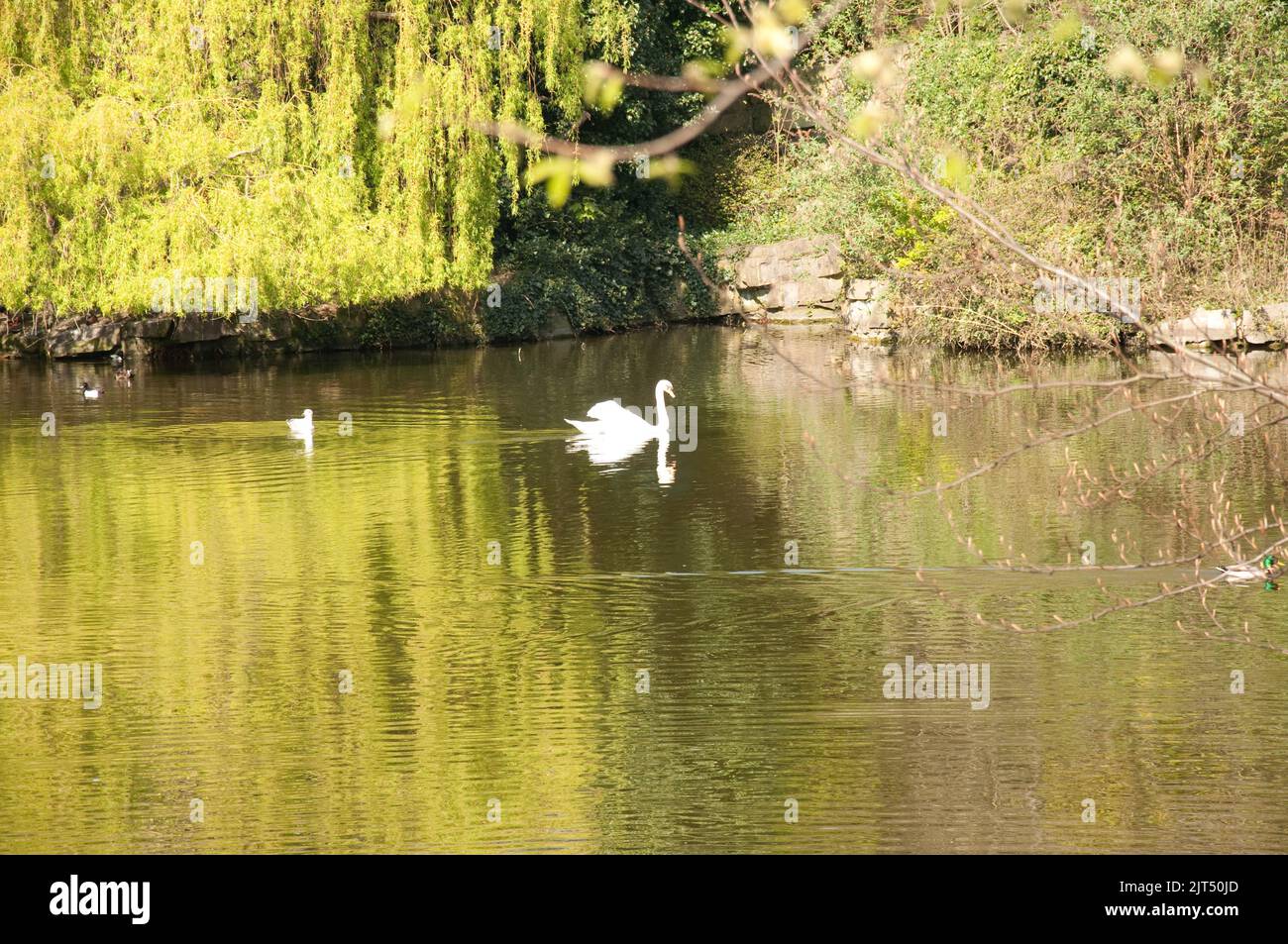Swan on Lake, St Stephen's Green, Dublin, Eire.  St Stephen's Green is a public park in Central Dublin, with large areas for walking and enjoying the Stock Photo