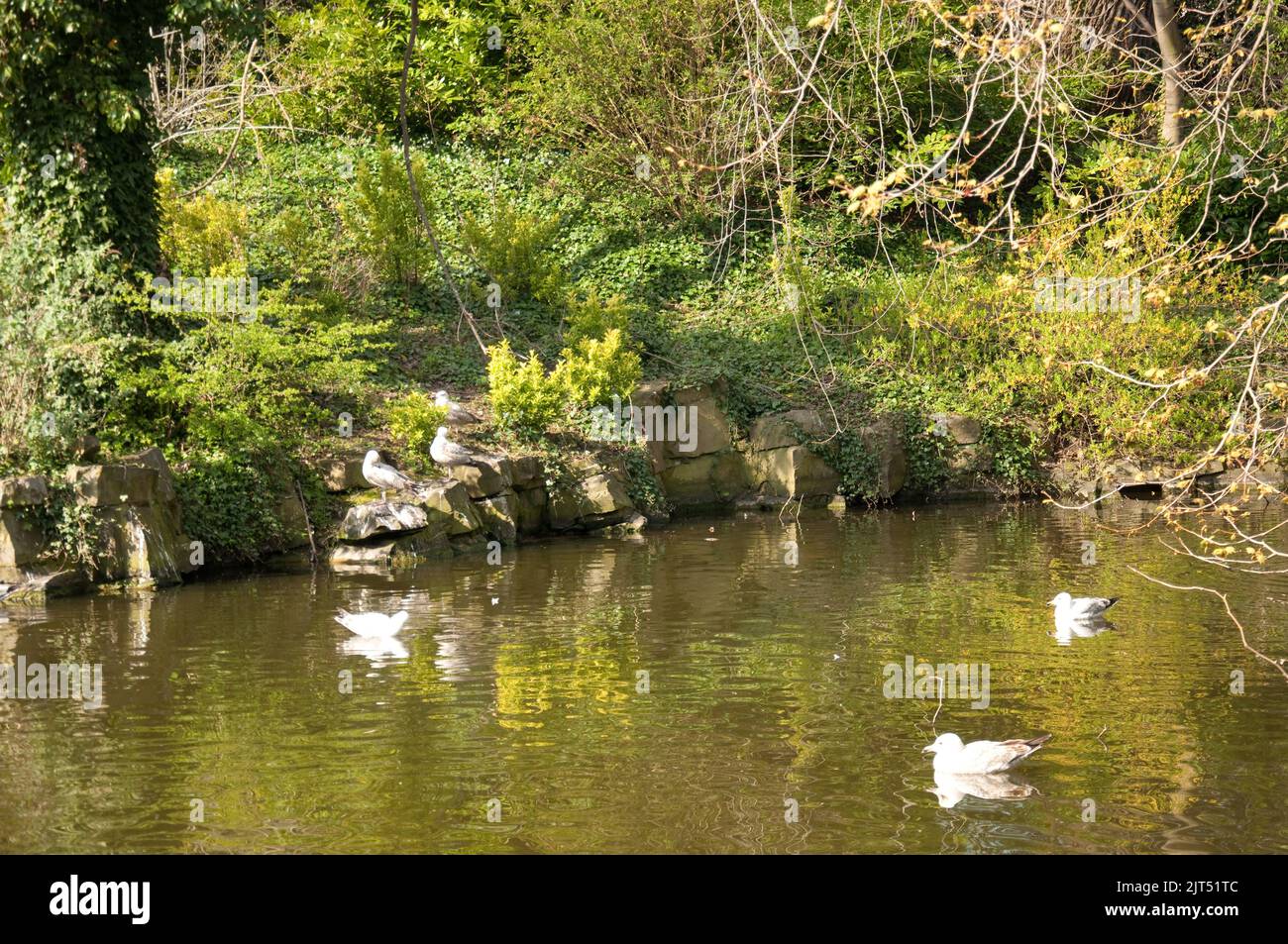 Birds on Lake, St Stephen's Green, Dublin, Eire.  St Stephen's Green is a public park in Central Dublin, with large areas for walking and enjoying the Stock Photo