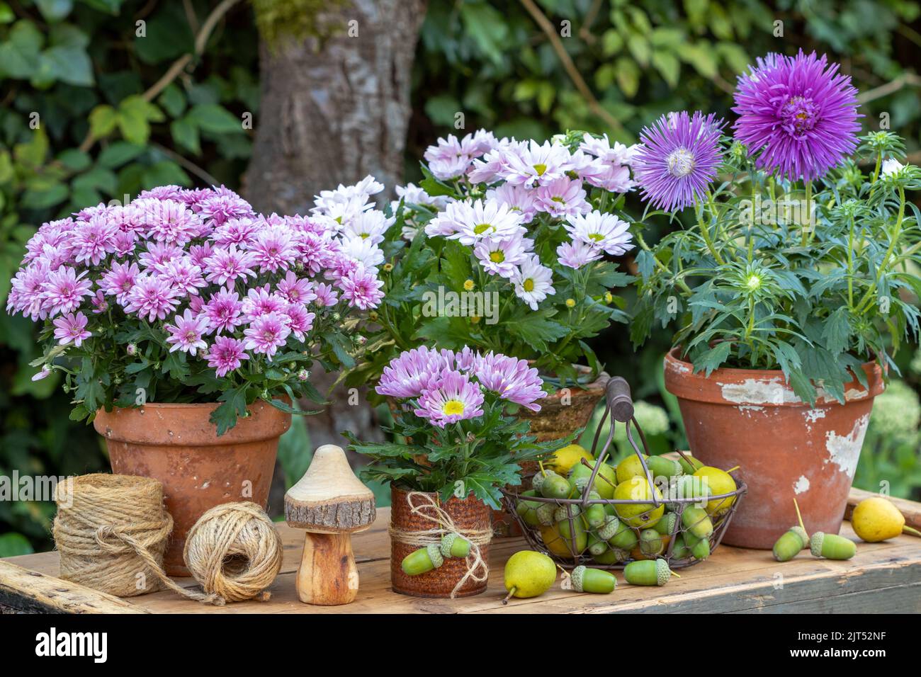 rustic arrangement with purple chrysanthemums and asters in terracotta pots in garden Stock Photo