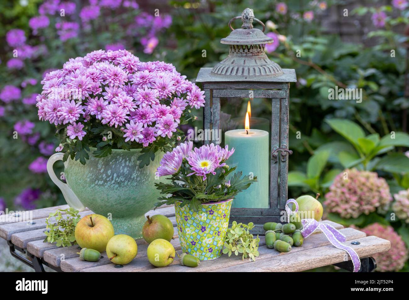 arrangement with purple chrysanthemums and vintage lantern in garden Stock Photo