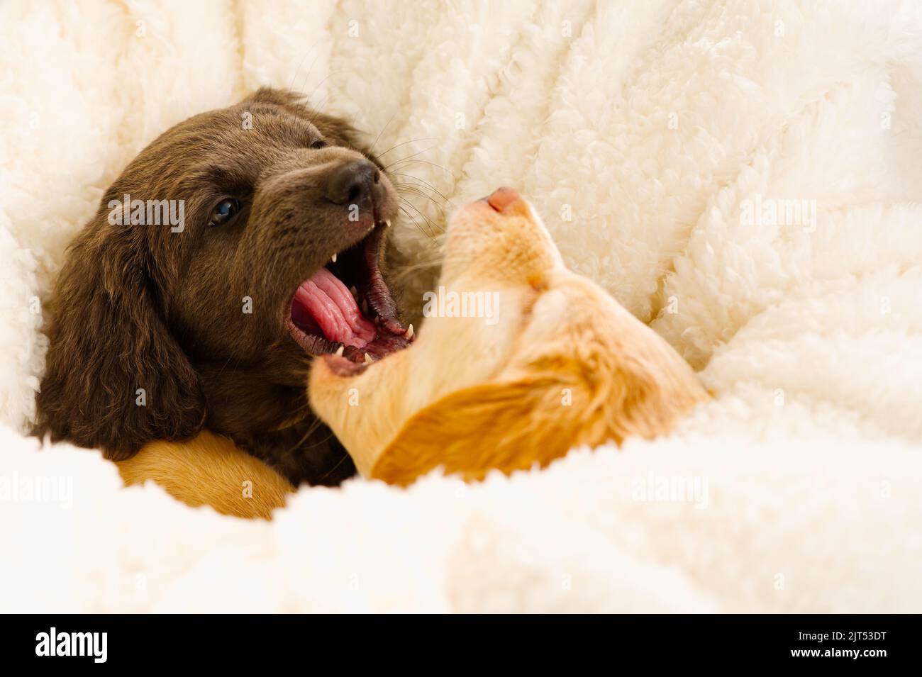 couple of cute puppies play with each other. Hovawart breed. cute and funny young puppy. Stock Photo