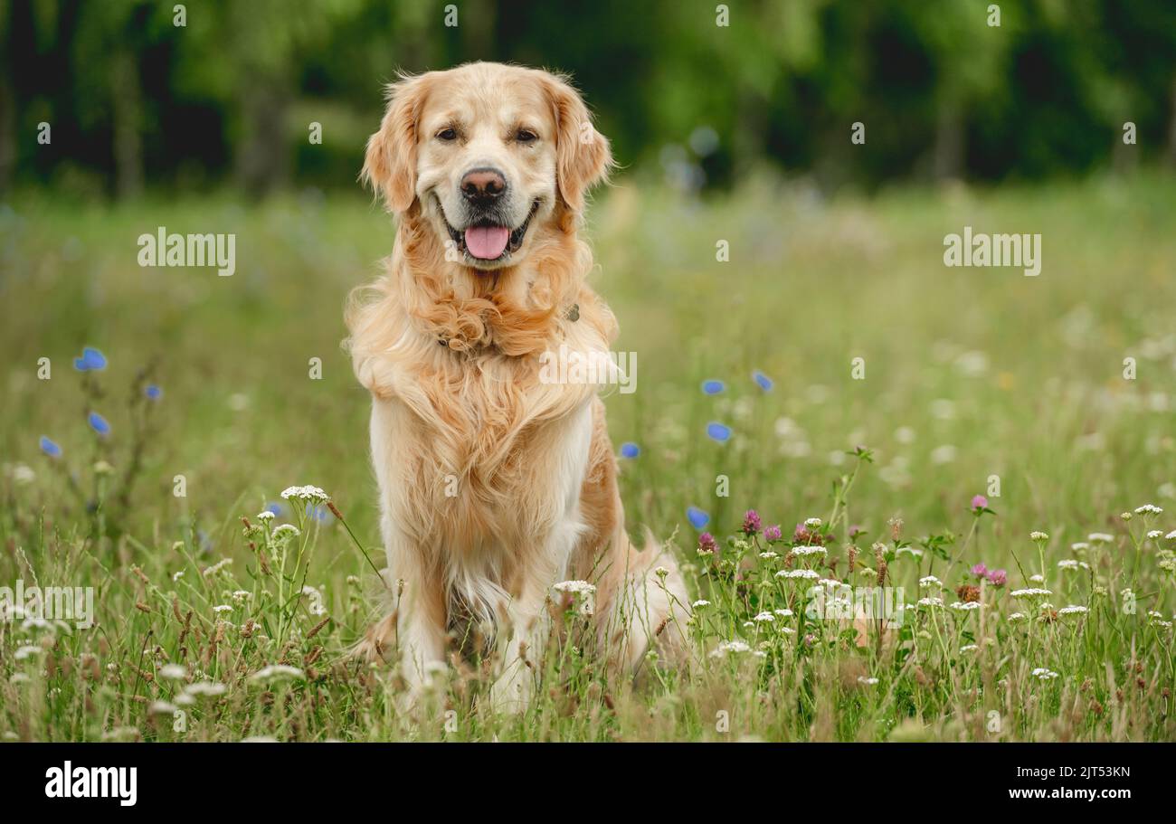 Golden retriever dog outdoors in summer Stock Photo - Alamy