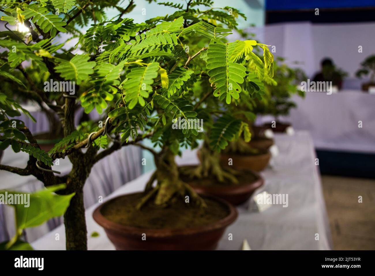 Bonsai tree exhibit on August 27, 2022 Stock Photo Alamy