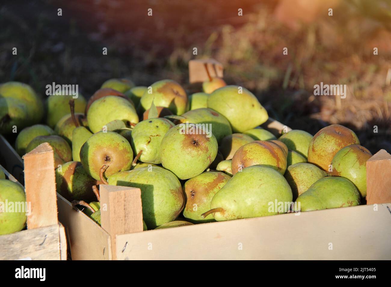 Williams Pears Boxes. Fruit in Box with Sunshine Stock Photo