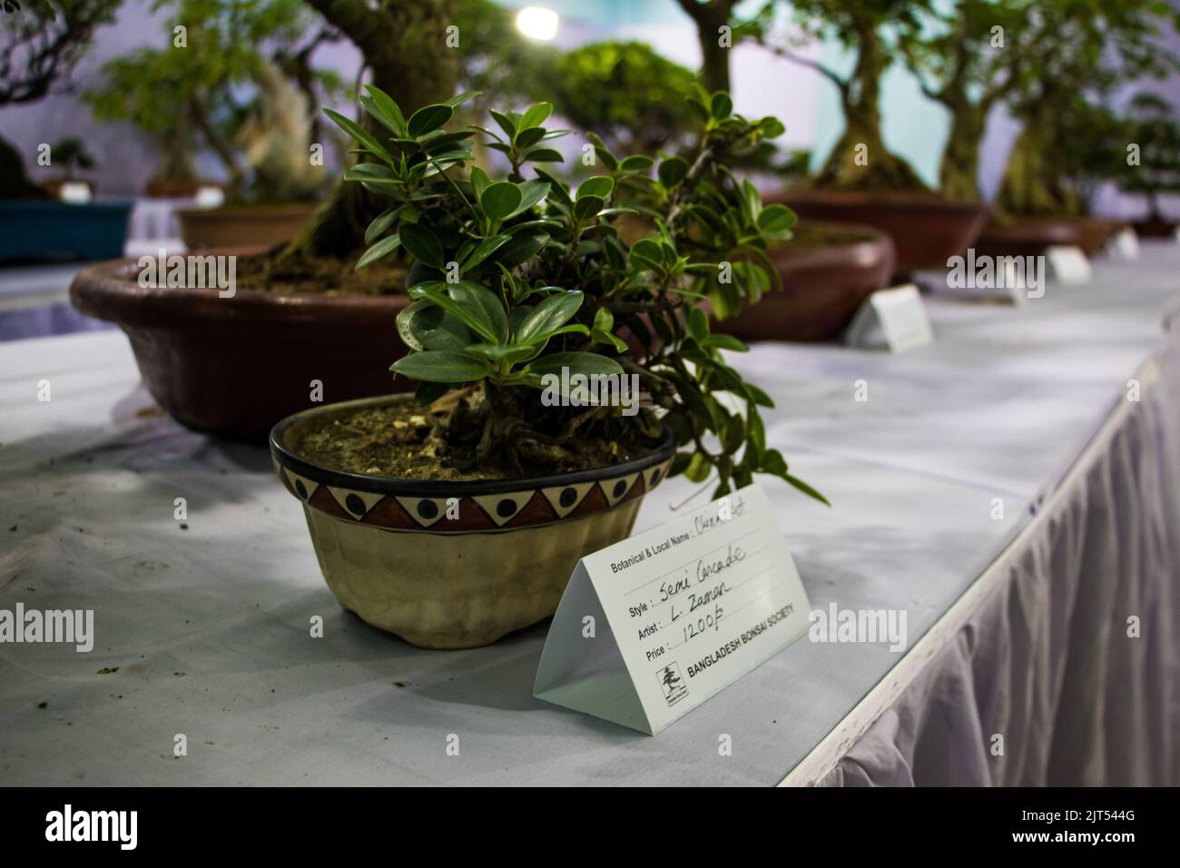 Bonsai tree exhibit on August 27, 2022 Stock Photo Alamy