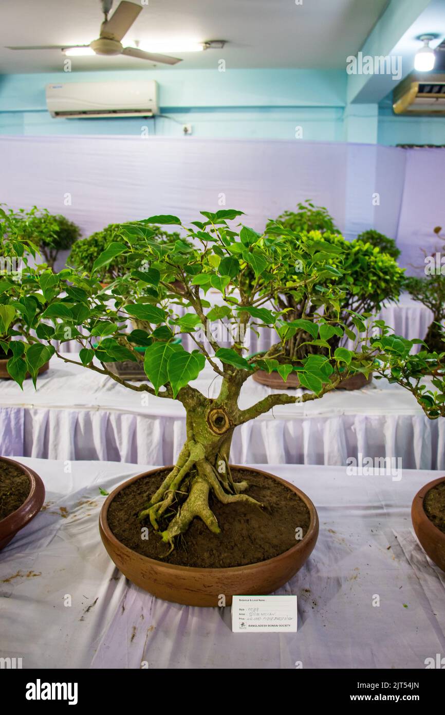 Bonsai tree exhibit on August 27, 2022 Stock Photo Alamy