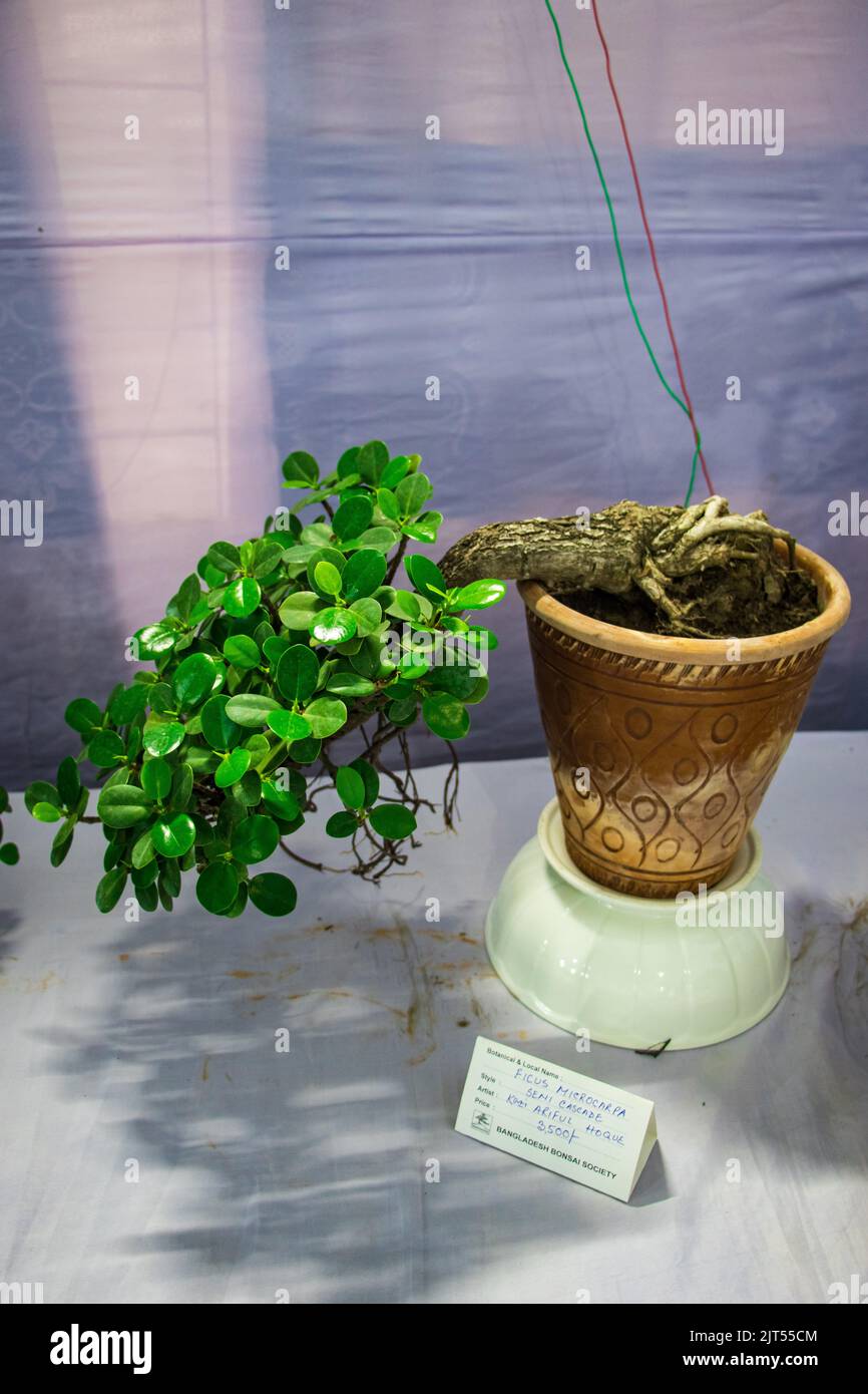 Bonsai tree exhibit on August 27, 2022 Stock Photo Alamy