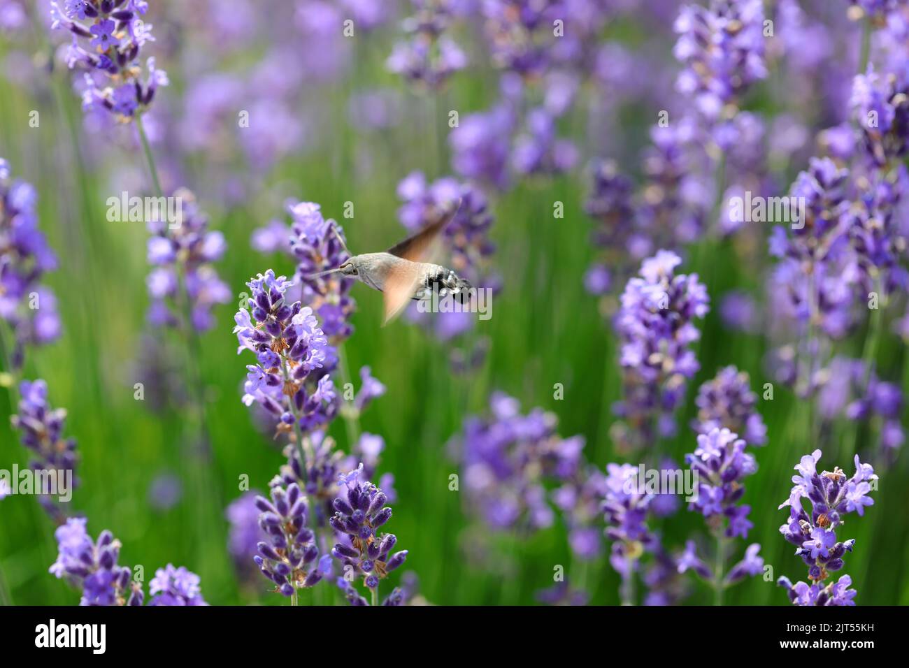 lavender flowers and the hummingbird remains in hovering flight quickly