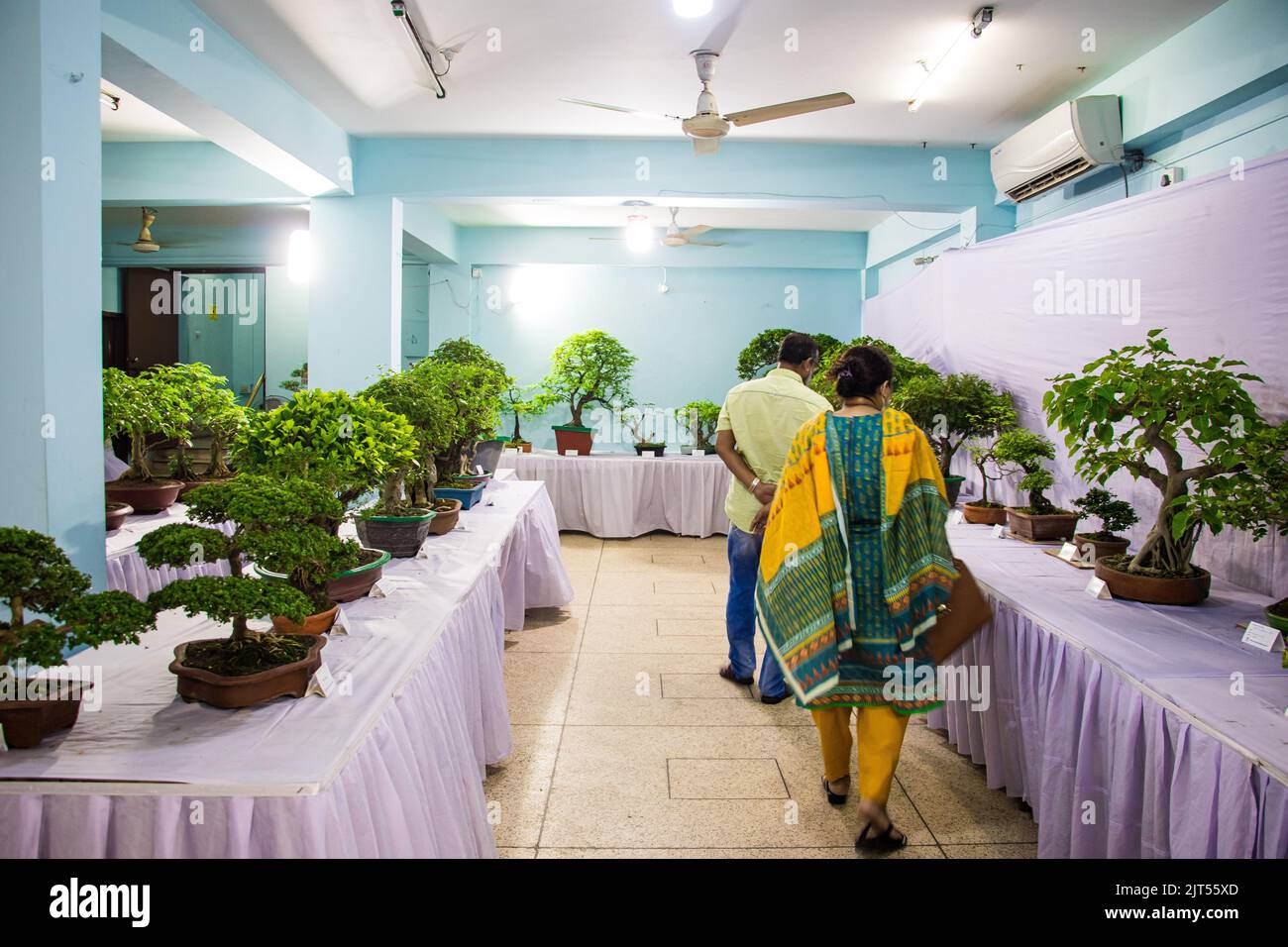 Bonsai tree exhibit on August 27, 2022 Stock Photo Alamy