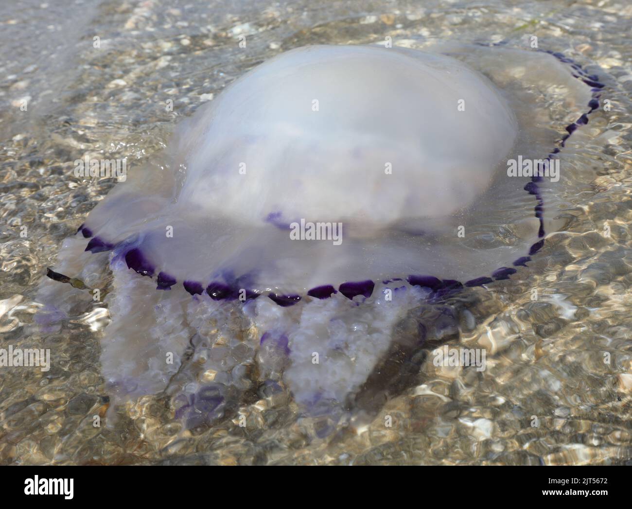 very large Medusa with stinging and irritating tentacles in the sea ...