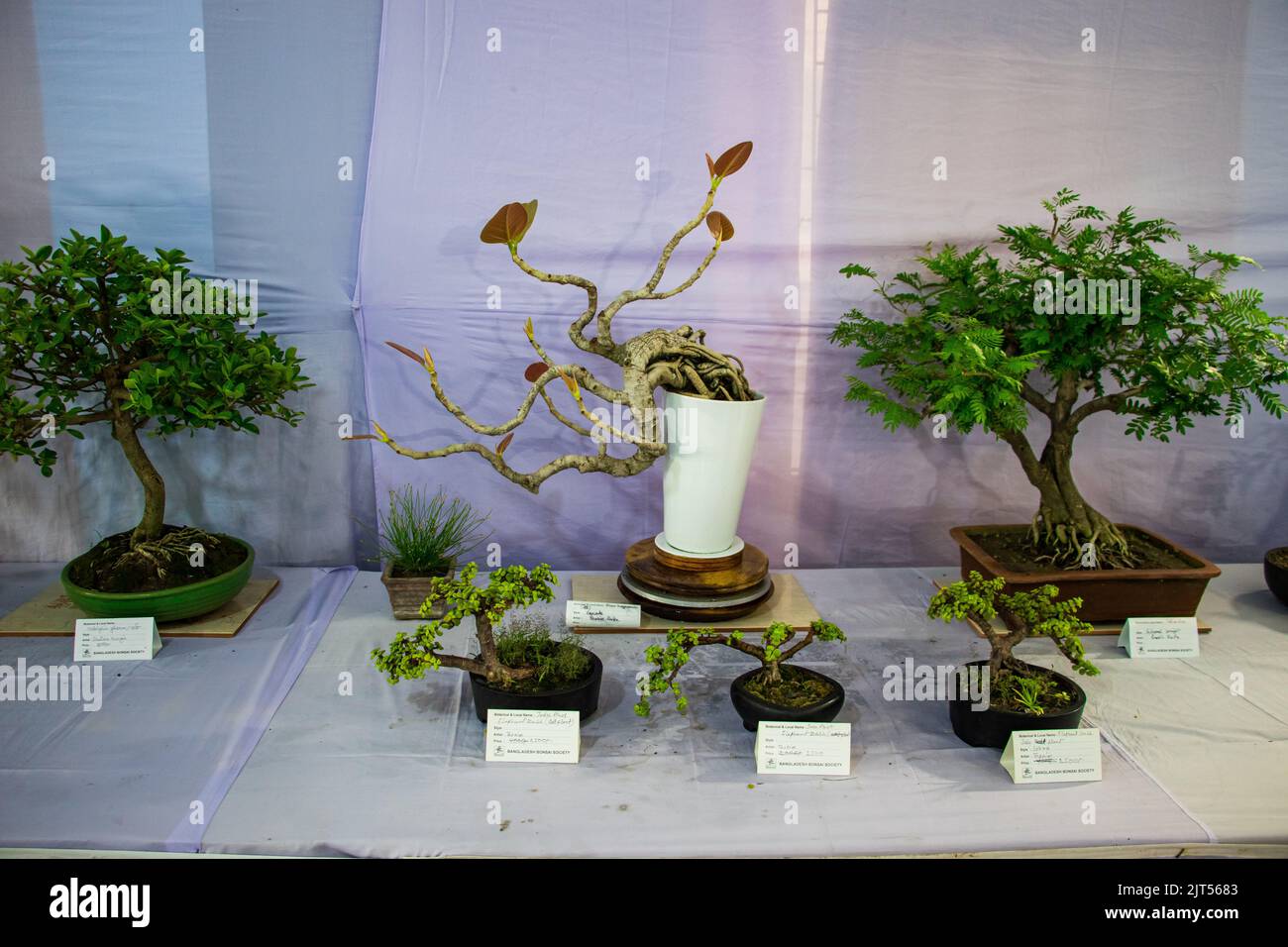 Bonsai tree exhibit on August 27, 2022 Stock Photo Alamy