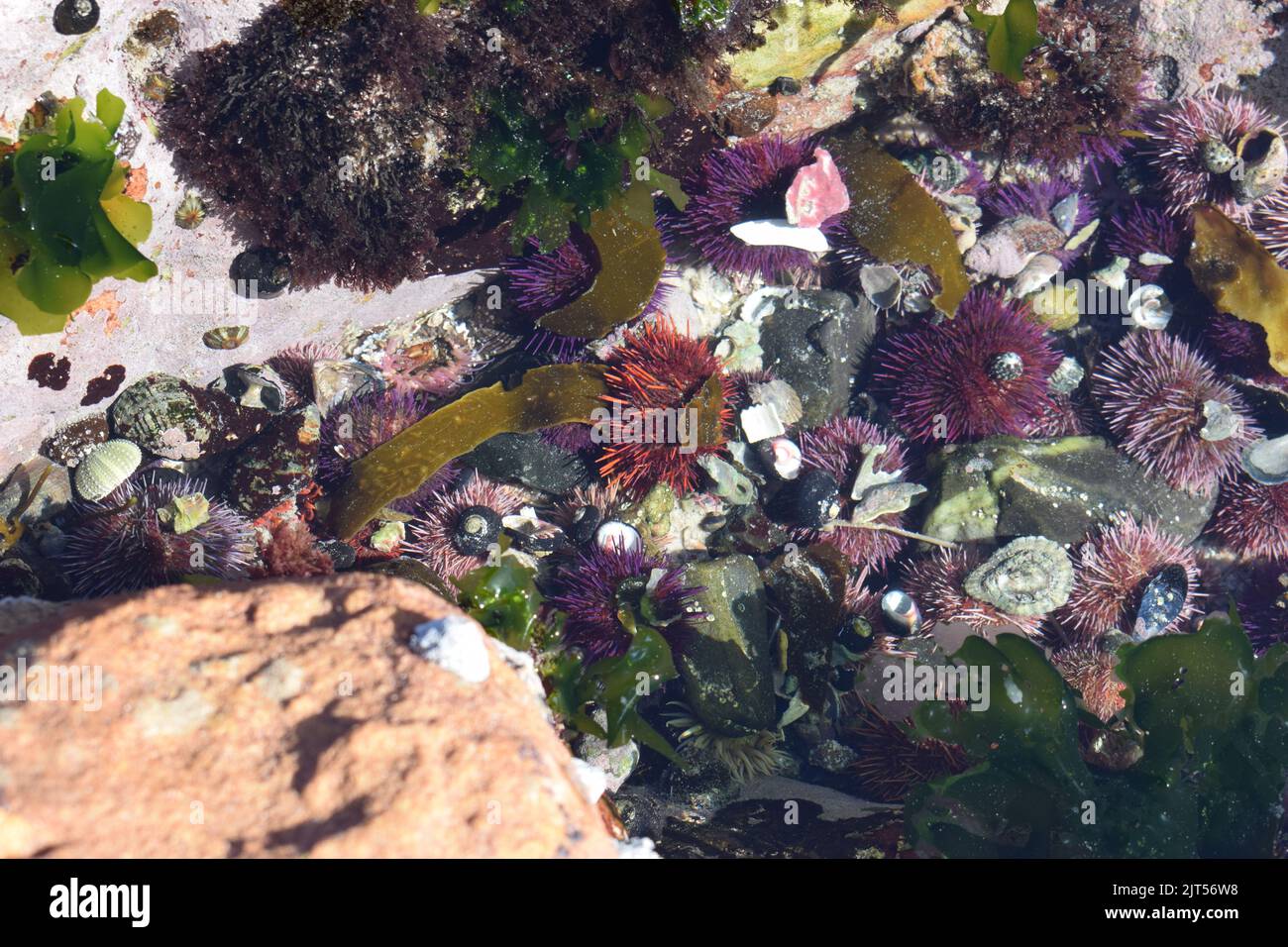 Colorful marine life, shells, urchins and  anemones under the water as if you can touch them without getting your hand wet. Stock Photo