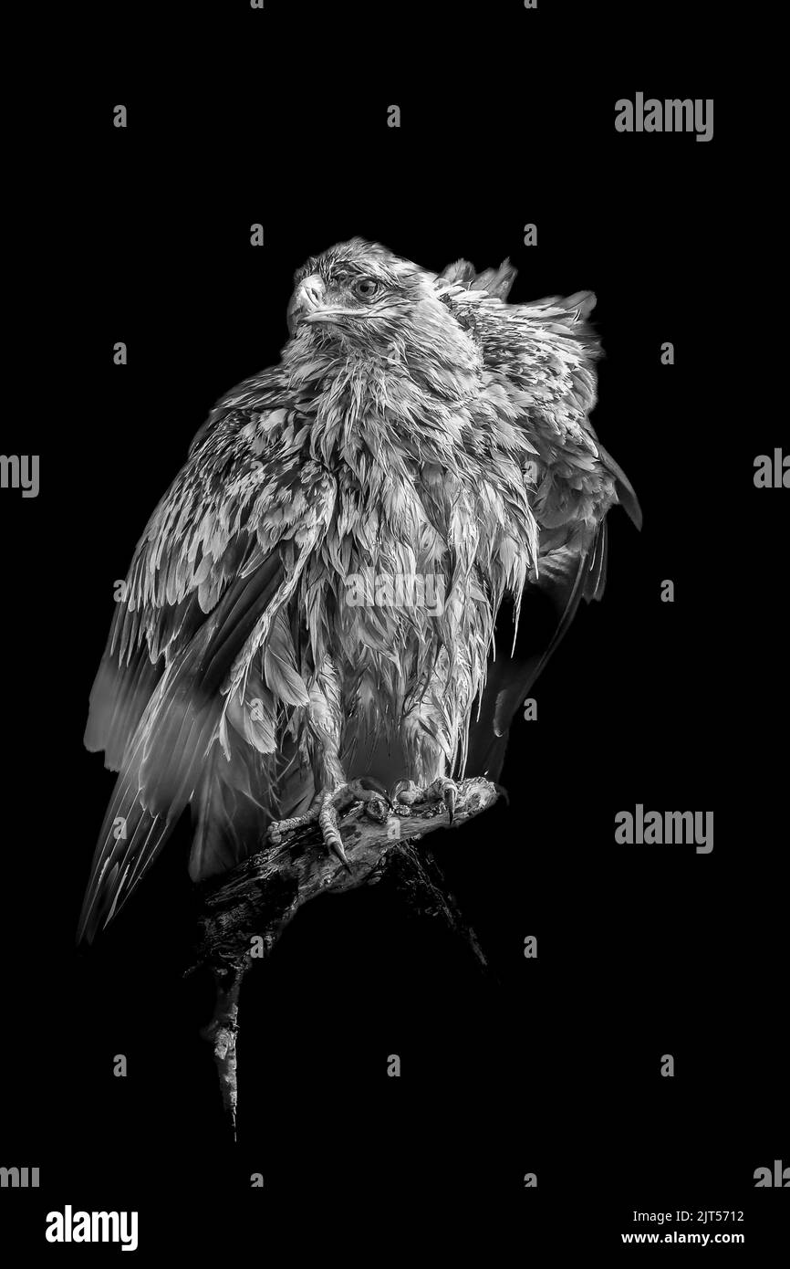 Black and white image of a Twany Eagle perched on a dead tree branch - black background Stock Photo