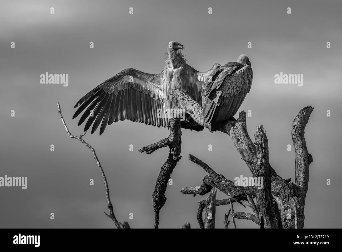 vulture drying its wings while perched on a dead tree branch- Kruger Park Stock Photo