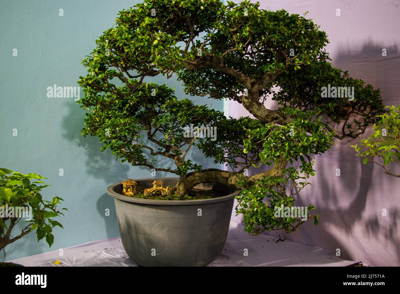 Bonsai tree exhibit on August 27, 2022 Stock Photo Alamy