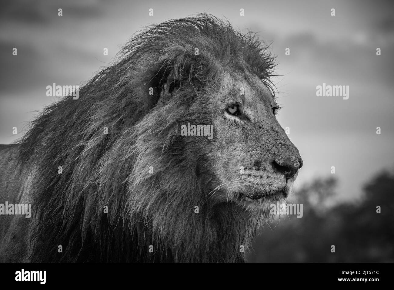 Profile of a large male lion in black and white - head and shoulders ...