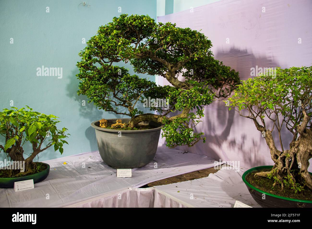 Bonsai dhaka hi-res stock photography and images - Alamy