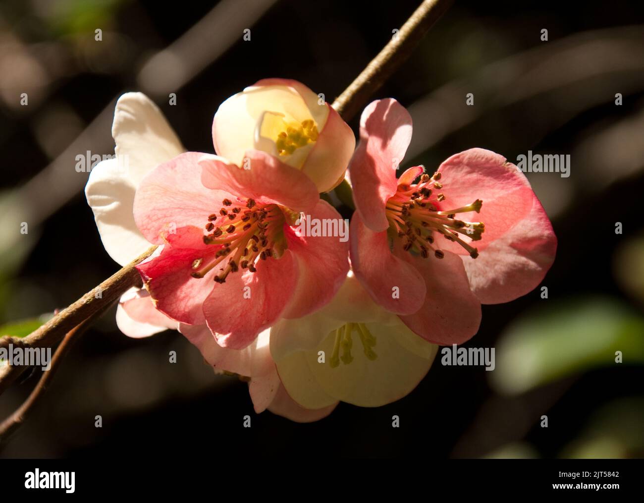Blossoms. Mount Usher Gardens, Mount Usher, Co. Wicklow, Eire. Mount