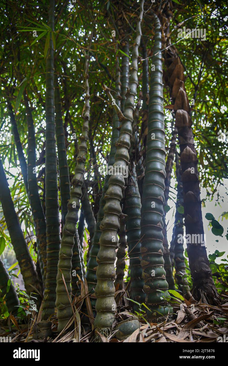 Bambusa ventricosa is a species of bamboo which is native to Vietnam and to Guangdong province in southern China. Stock Photo
