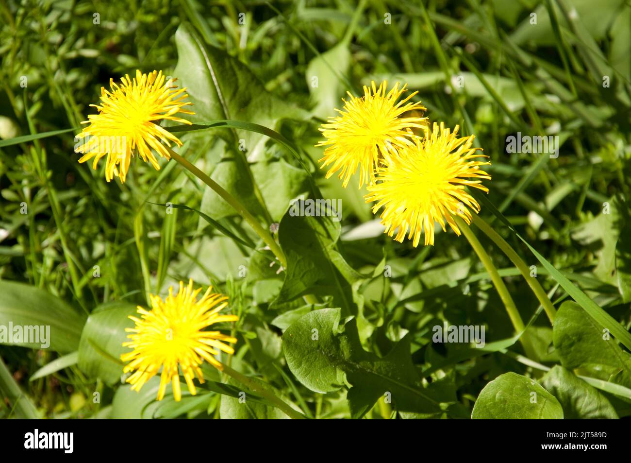 Dandelions, Mount Usher Gardens, Mount Usher, Co. Wicklow, Eire. Mount Usher is among Ireland's most loved gardens, by both professionals and the wide Stock Photo