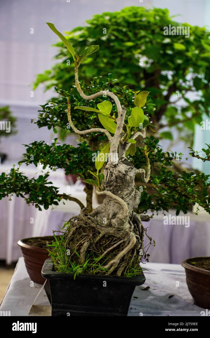 Bonsai tree exhibit on August 27, 2022, Stock Photo