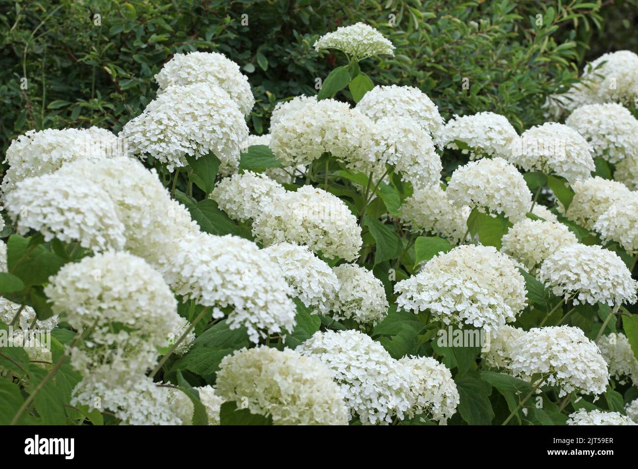White mophead Hydrangea 'Annabelle' in flower. Stock Photo