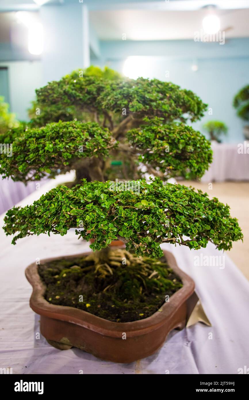 Bonsai tree exhibit on August 27, 2022 Stock Photo Alamy