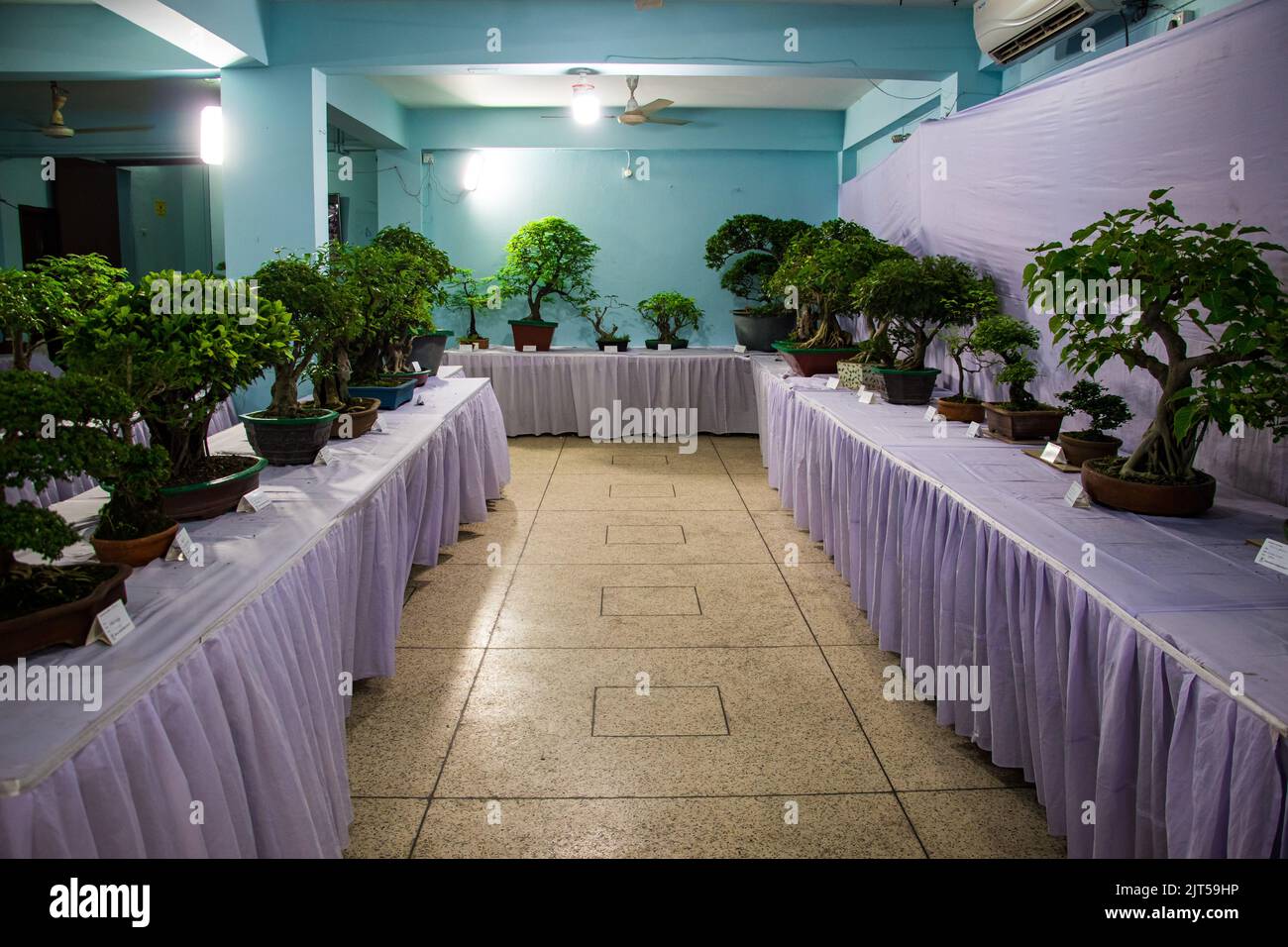 Bonsai tree exhibit on August 27, 2022 Stock Photo Alamy