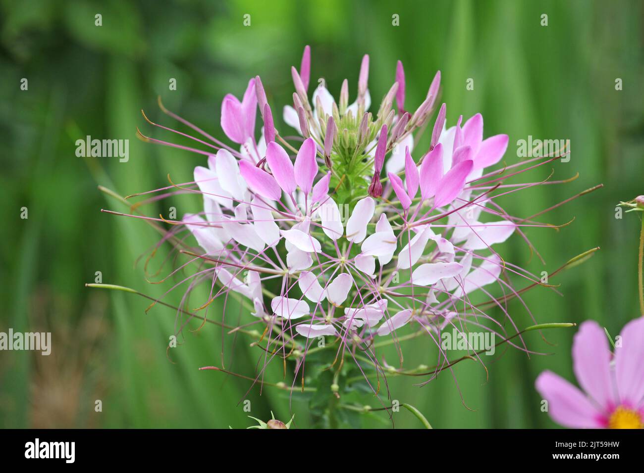 Spider Bloom Pink and white Spider Flower in bloom Stock Photo - Alamy