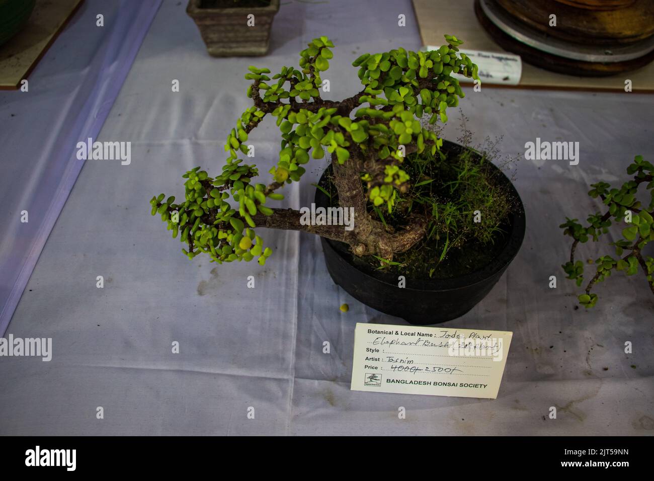 Bonsai tree exhibit on August 27, 2022 Stock Photo Alamy