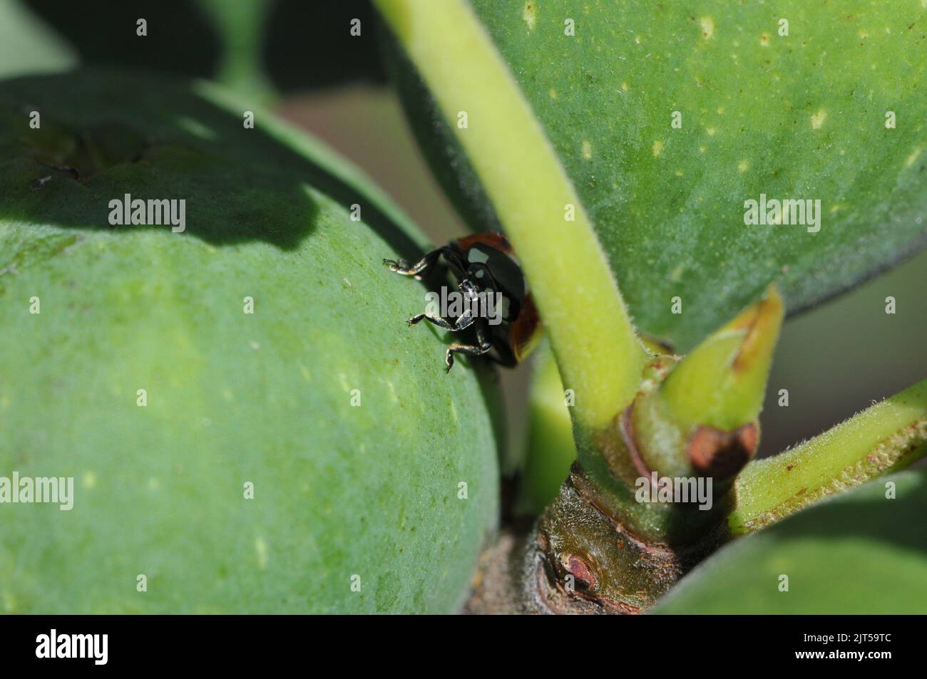 Macro shot of Ladybird on Fig Tree Leaf Stock Photo