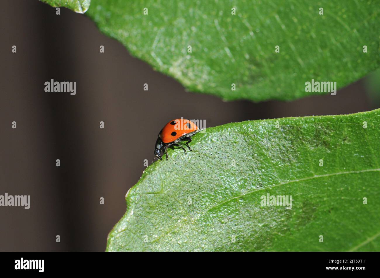 Ladybird 6 Spots Hi res Stock Photography And Images Alamy ladybird-6-spots-hi-res-stock-photography-and-images-alamy