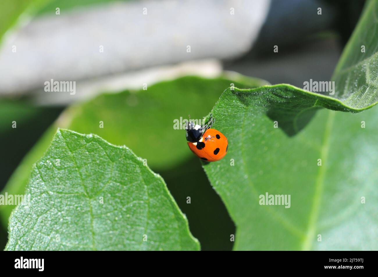 Macro shot of Ladybird on Fig Tree Leaf Stock Photo