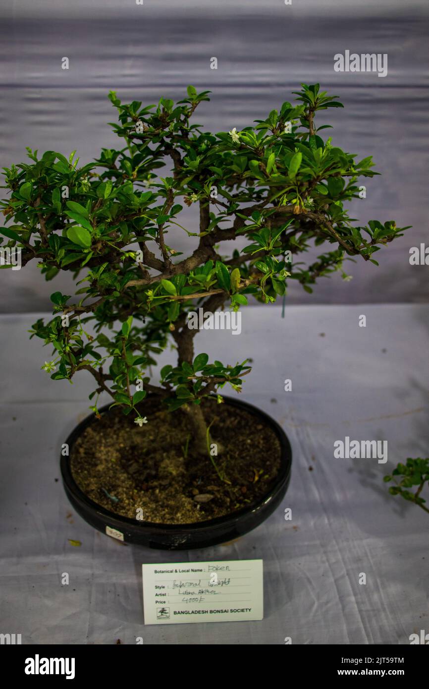 Bonsai tree exhibit on August 27, 2022 Stock Photo Alamy