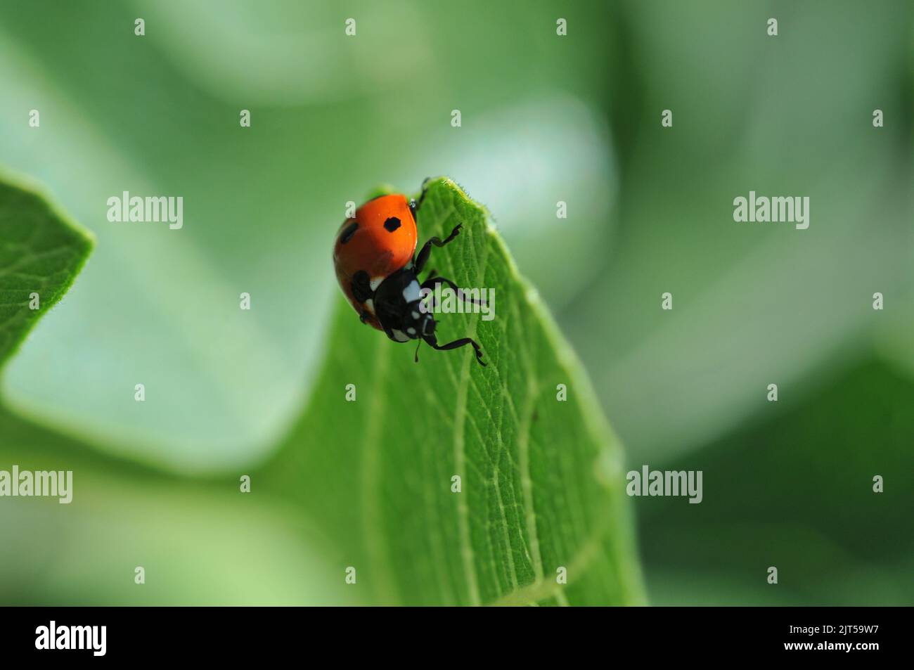 Macro shot of Ladybird on Fig Tree Leaf Stock Photo