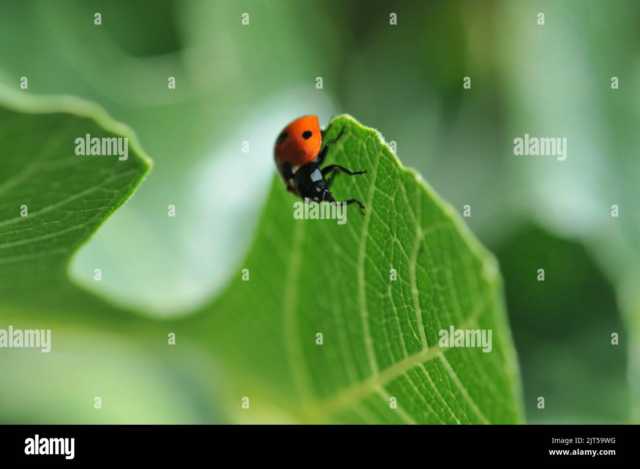 Macro shot of Ladybird on Fig Tree Leaf Stock Photo