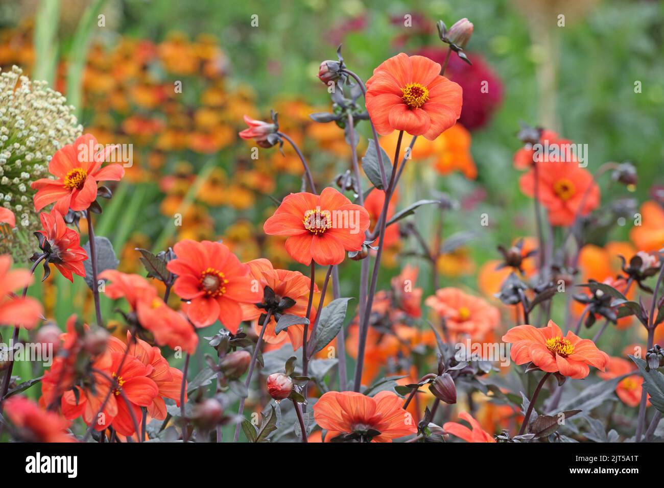Dahlia ‘Bishop of Oxford’ in flower Stock Photo - Alamy