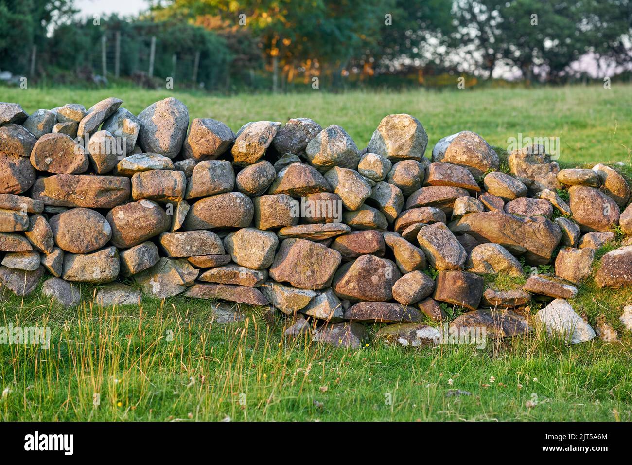 A stone wall in a meadow in evening sunlight, in Ireland. Stock Photo