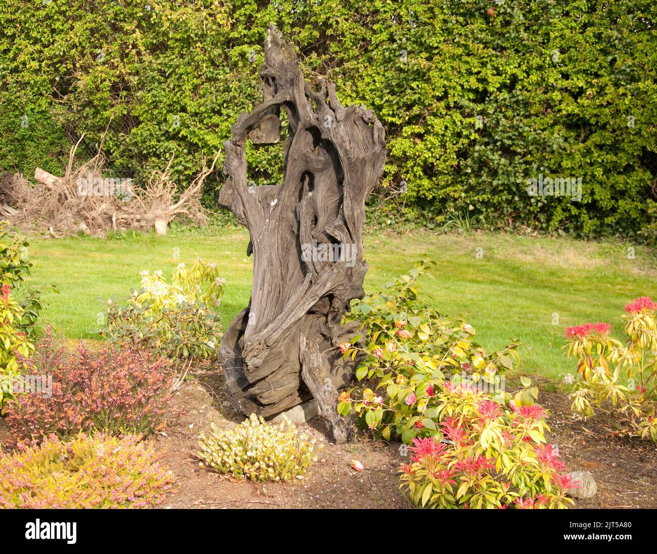 Bog Oak, Ballinasloe, Co Galway, Eire, Ireland. Bog oak consists of oak