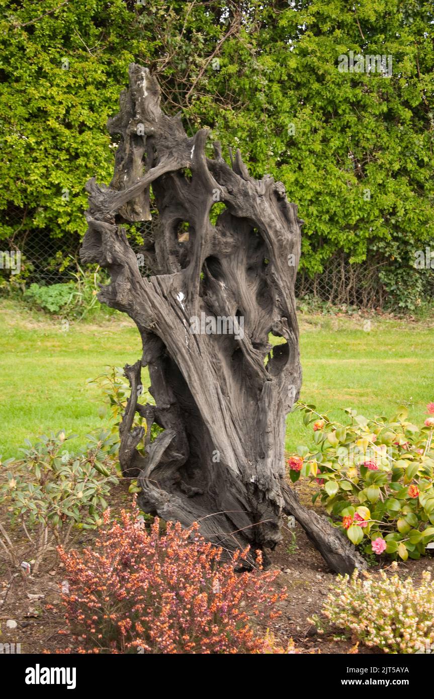 Bog Oak, Ballinasloe, Co Galway, Eire, Ireland. Bog oak consists of oak