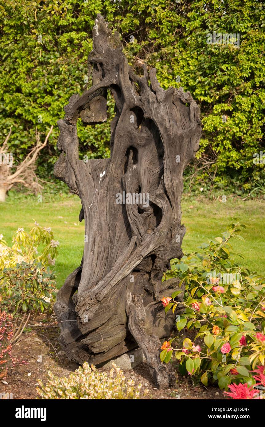 Bog Oak, Ballinasloe, Co Galway, Eire, Ireland. Bog oak consists of oak