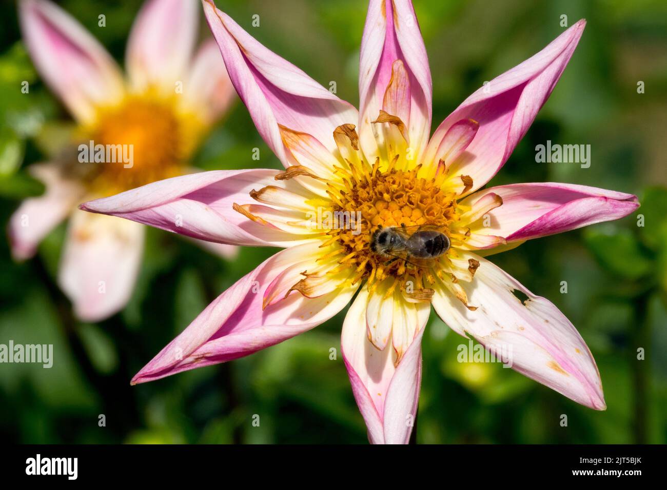 Beauty pink flower Dahlia 'Fancy Pants' bee in center bloom, flower head Stock Photo