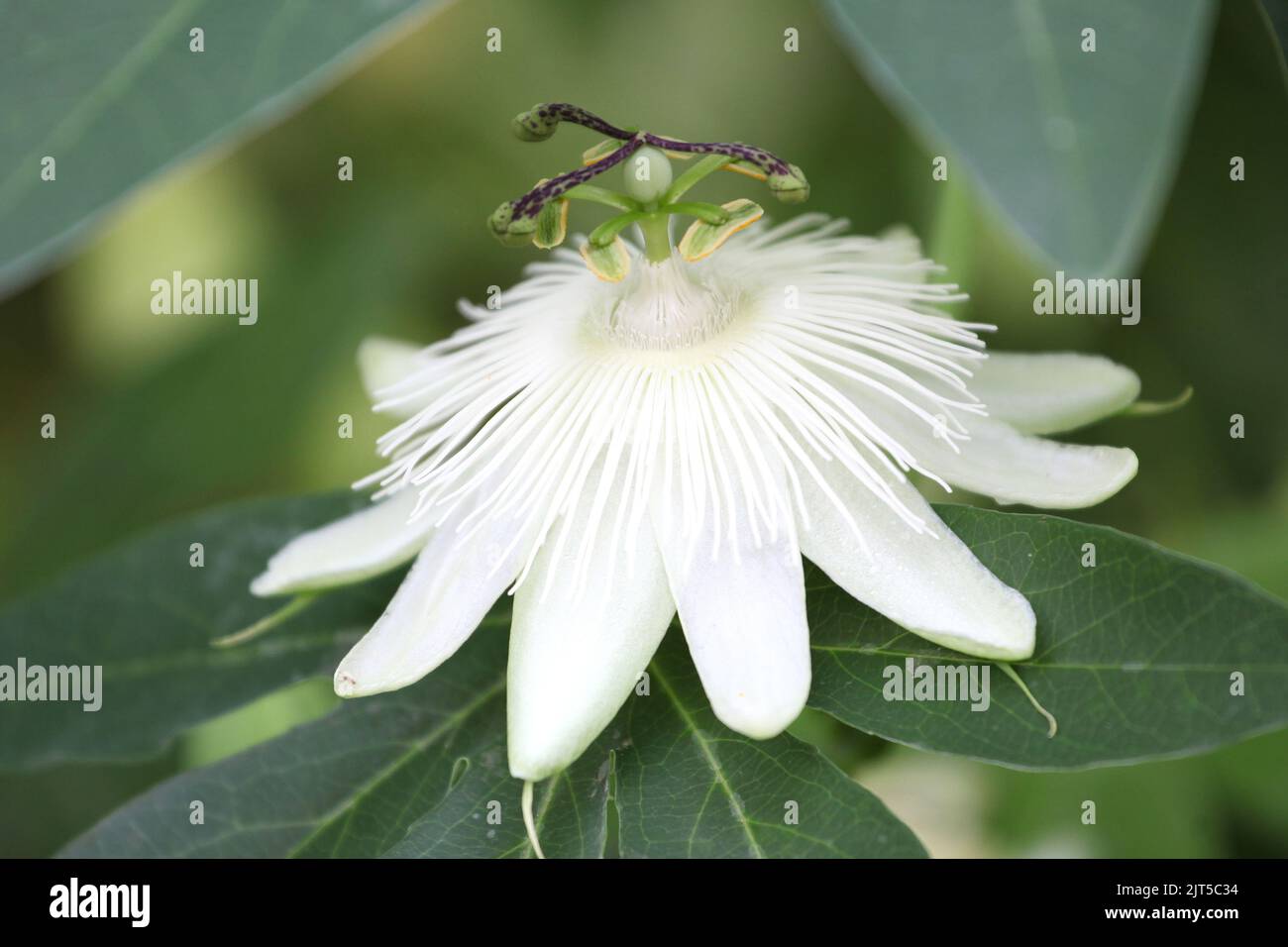 Passion flower snow queen hires stock photography and images Alamy