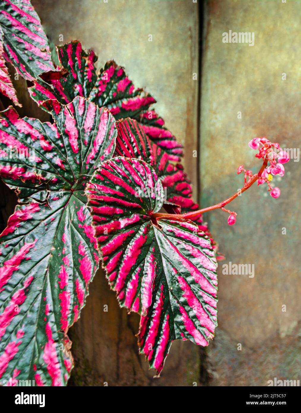 Begonia brevirimosa plant in flower Stock Photo Alamy
