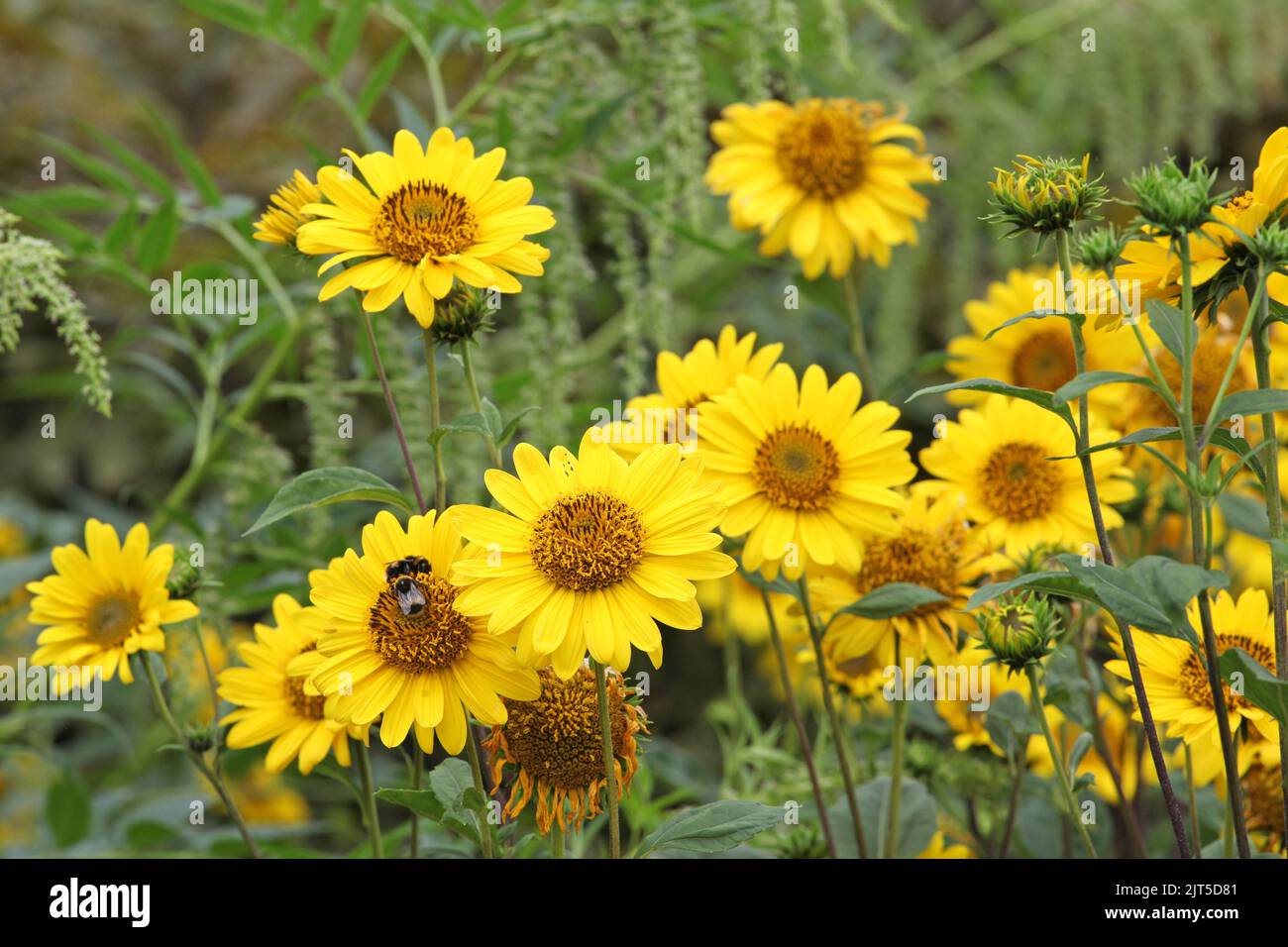Heliopsis helianthoides, false sunflower, in bloom Stock Photo Alamy