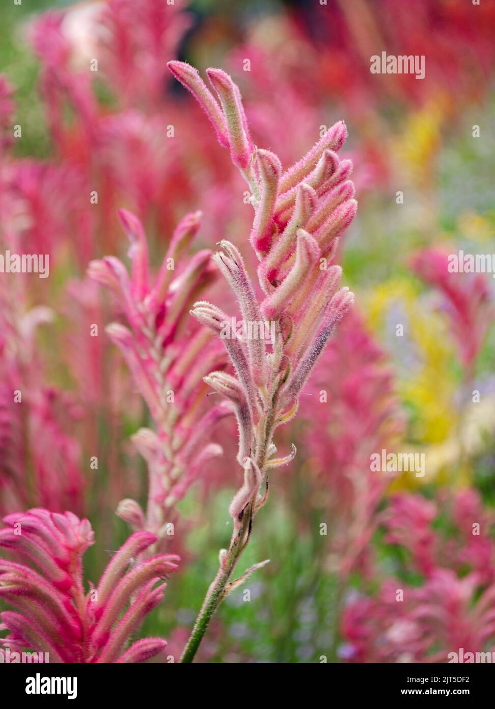 'Bush Pearl' Kangaroo Paw flowers Stock Photo